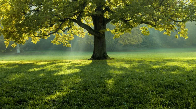 Großer Baum auf einer Wiese