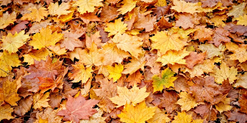 Buntes Herbstlaub